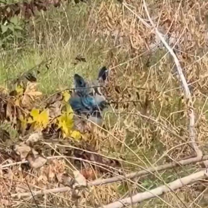 Misterul câinilor cu blană albastră care au apărut la Cernobîl: „Încercăm să-i prindem ca să aflăm ce se întâmplă”  1018990