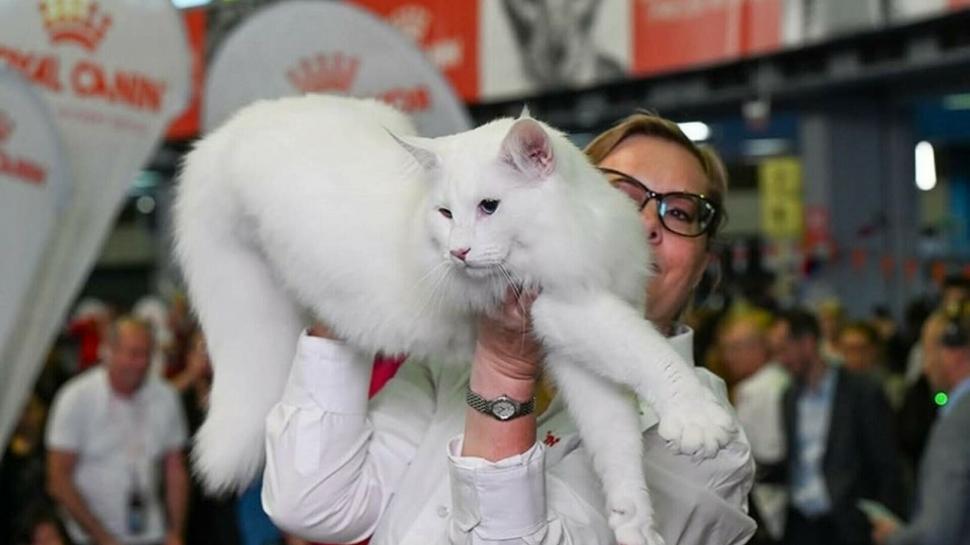 Trei pisici din România au fost desemnate cele mai frumoase din lume, la Campionatul Mondial Felin din București 1020008