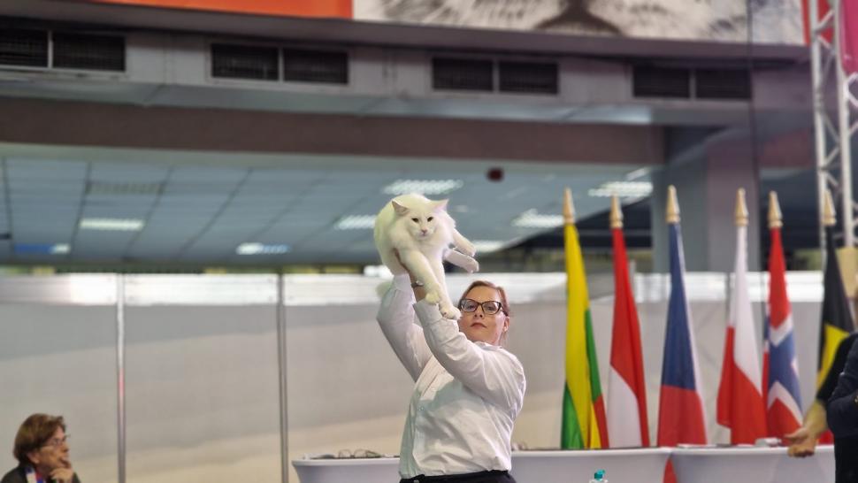 Trei pisici din România au fost desemnate cele mai frumoase din lume, la Campionatul Mondial Felin din București 1020009