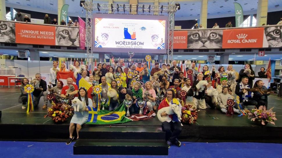 Trei pisici din România au fost desemnate cele mai frumoase din lume, la Campionatul Mondial Felin din București 1020010