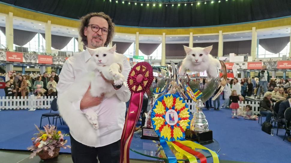 Trei pisici din România au fost desemnate cele mai frumoase din lume, la Campionatul Mondial Felin din București 1020011