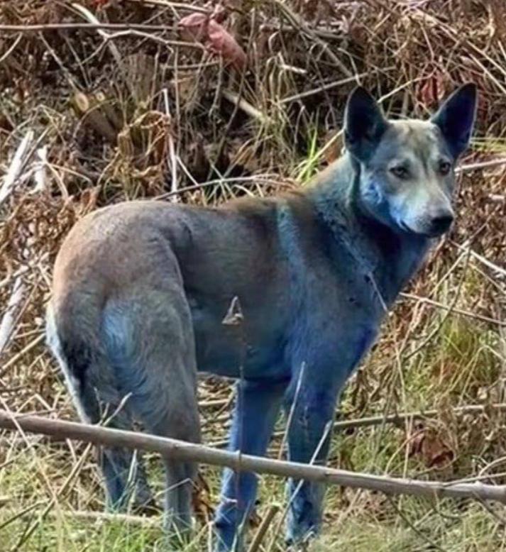 Un expert ucrainean lămureşte misterul câinilor albaştri de la Cernobîl: „Este o prostie” 1020354