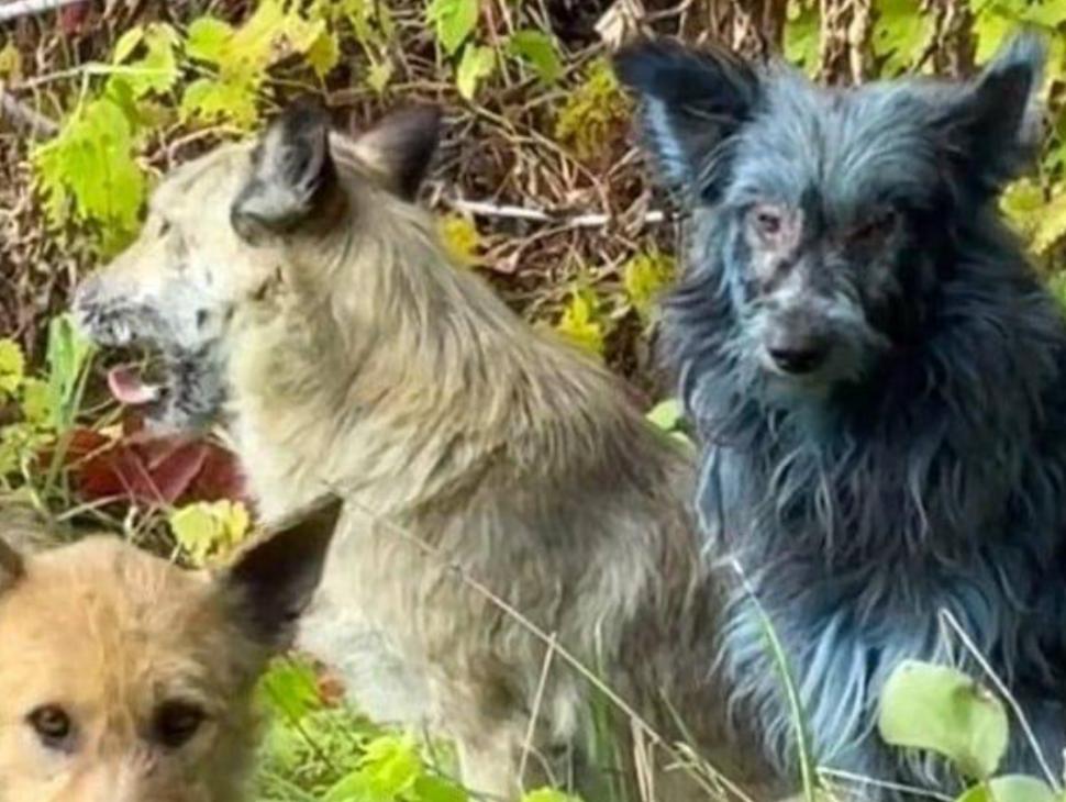 Un expert ucrainean lămureşte misterul câinilor albaştri de la Cernobîl: „Este o prostie” 1020355