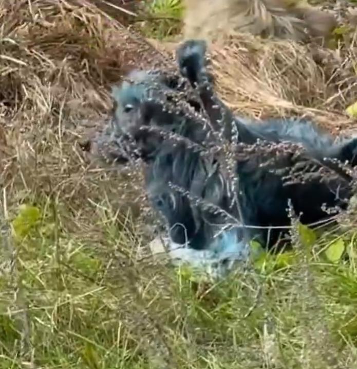 Un expert ucrainean lămureşte misterul câinilor albaştri de la Cernobîl: „Este o prostie” 1020357