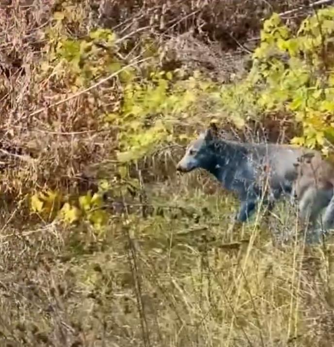 Un expert ucrainean lămureşte misterul câinilor albaştri de la Cernobîl: „Este o prostie” 1020359