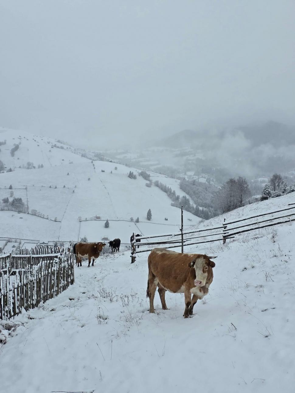 Prima ninsoare serioasă din acest sezon a scos utilajele de deszăpezire pe drumurile din mai multe județe 1024569