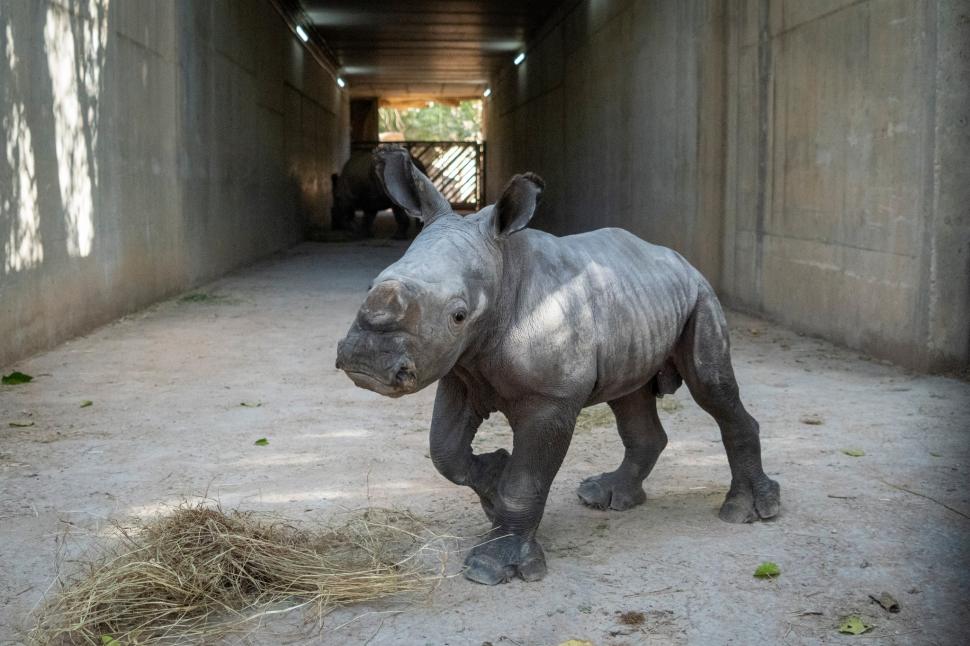 Un pui de rinocer alb s-a născut la o grădină zoologică din Valencia. Numele lui va fi ales prin vot 1024823