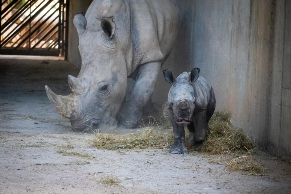 Un pui de rinocer alb s-a născut la o grădină zoologică din Valencia. Numele lui va fi ales prin vot 1024824