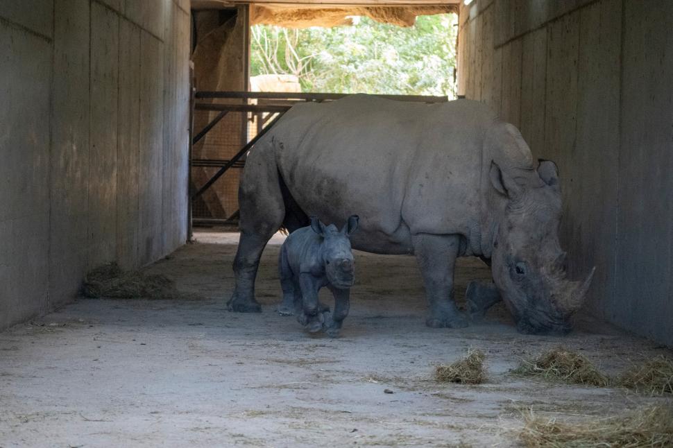 Un pui de rinocer alb s-a născut la o grădină zoologică din Valencia. Numele lui va fi ales prin vot 1024826