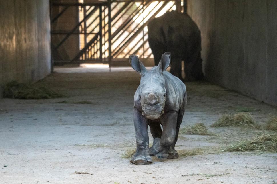 Un pui de rinocer alb s-a născut la o grădină zoologică din Valencia. Numele lui va fi ales prin vot 1024827