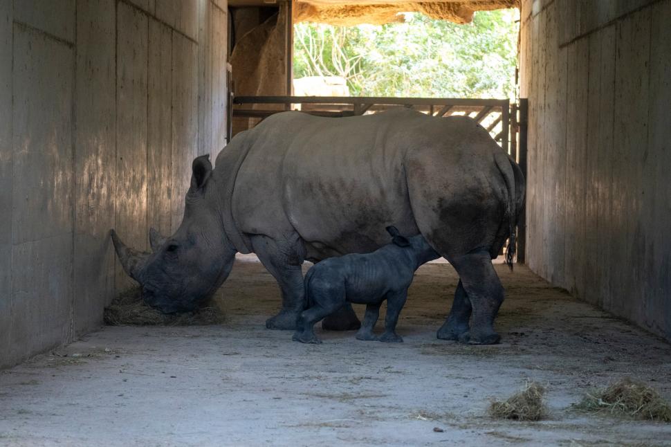Un pui de rinocer alb s-a născut la o grădină zoologică din Valencia. Numele lui va fi ales prin vot 1024828