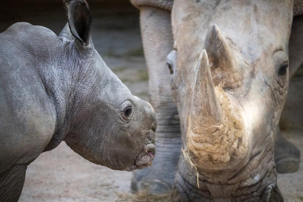 Un pui de rinocer alb s-a născut la o grădină zoologică din Valencia. Numele lui va fi ales prin vot 1024829