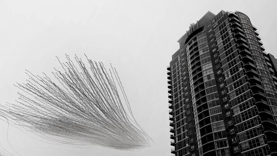 Un lup arctic la vânătoare, cimpanzeul tolănit și multe altele. Cele mai uimitoare imagini din natură premiate la Nature inFocus 2025 1025363