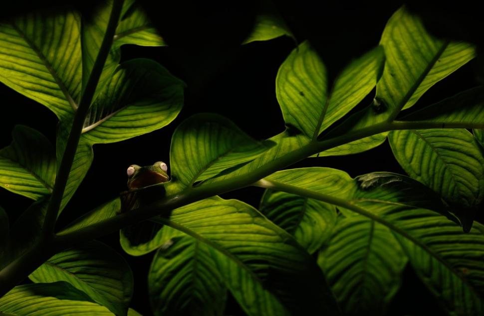 Un lup arctic la vânătoare, cimpanzeul tolănit și multe altele. Cele mai uimitoare imagini din natură premiate la Nature inFocus 2025 1025364