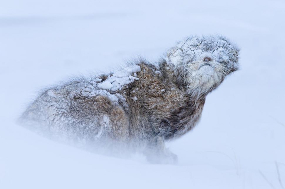 Un lup arctic la vânătoare, cimpanzeul tolănit și multe altele. Cele mai uimitoare imagini din natură premiate la Nature inFocus 2025 1025367