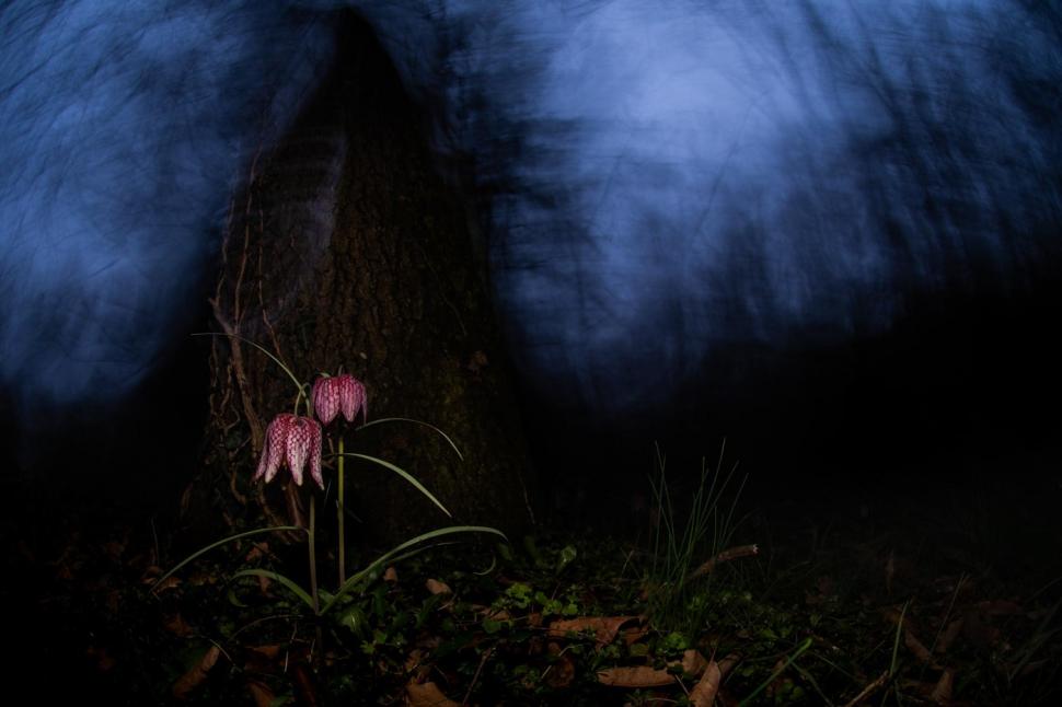 Un lup arctic la vânătoare, cimpanzeul tolănit și multe altele. Cele mai uimitoare imagini din natură premiate la Nature inFocus 2025 1025372