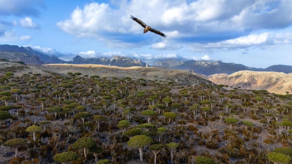 Un lup arctic la vânătoare, cimpanzeul tolănit și multe altele. Cele mai uimitoare imagini din natură premiate la Nature inFocus 2025 1025374
