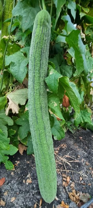 Lufa, fructul pe care unii români îl au în baie și nici nu știu: Este și un antiviral puternic, dar se poate folosi și la încălțăminte 1025523