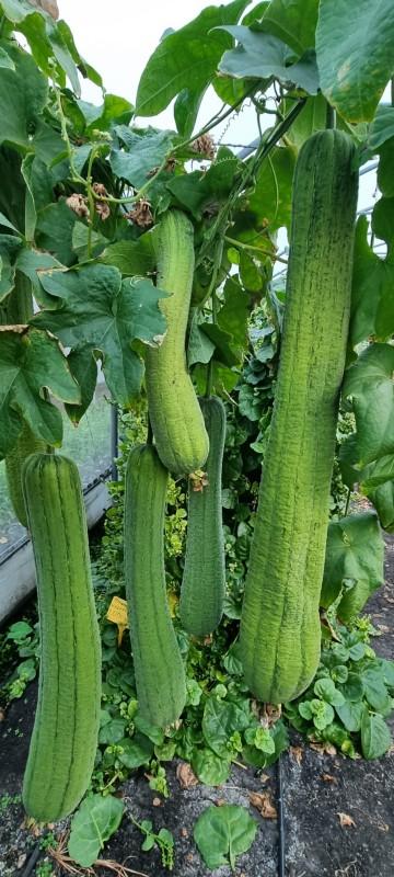 Lufa, fructul pe care unii români îl au în baie și nici nu știu: Este și un antiviral puternic, dar se poate folosi și la încălțăminte 1025524