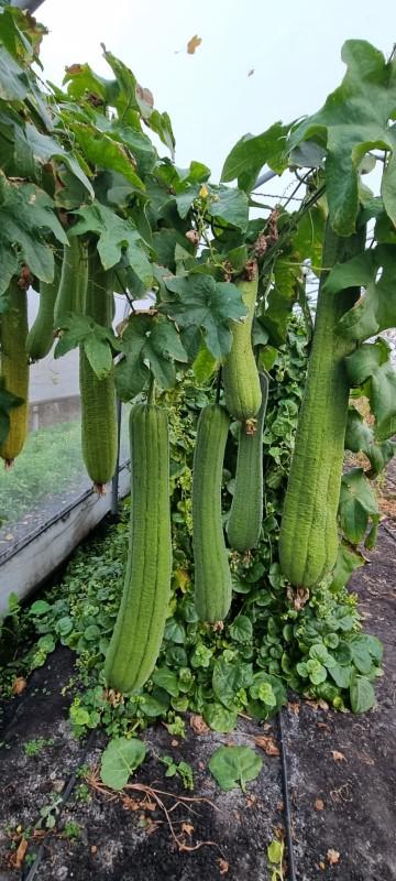 Lufa, fructul pe care unii români îl au în baie și nici nu știu: Este și un antiviral puternic, dar se poate folosi și la încălțăminte 1025526