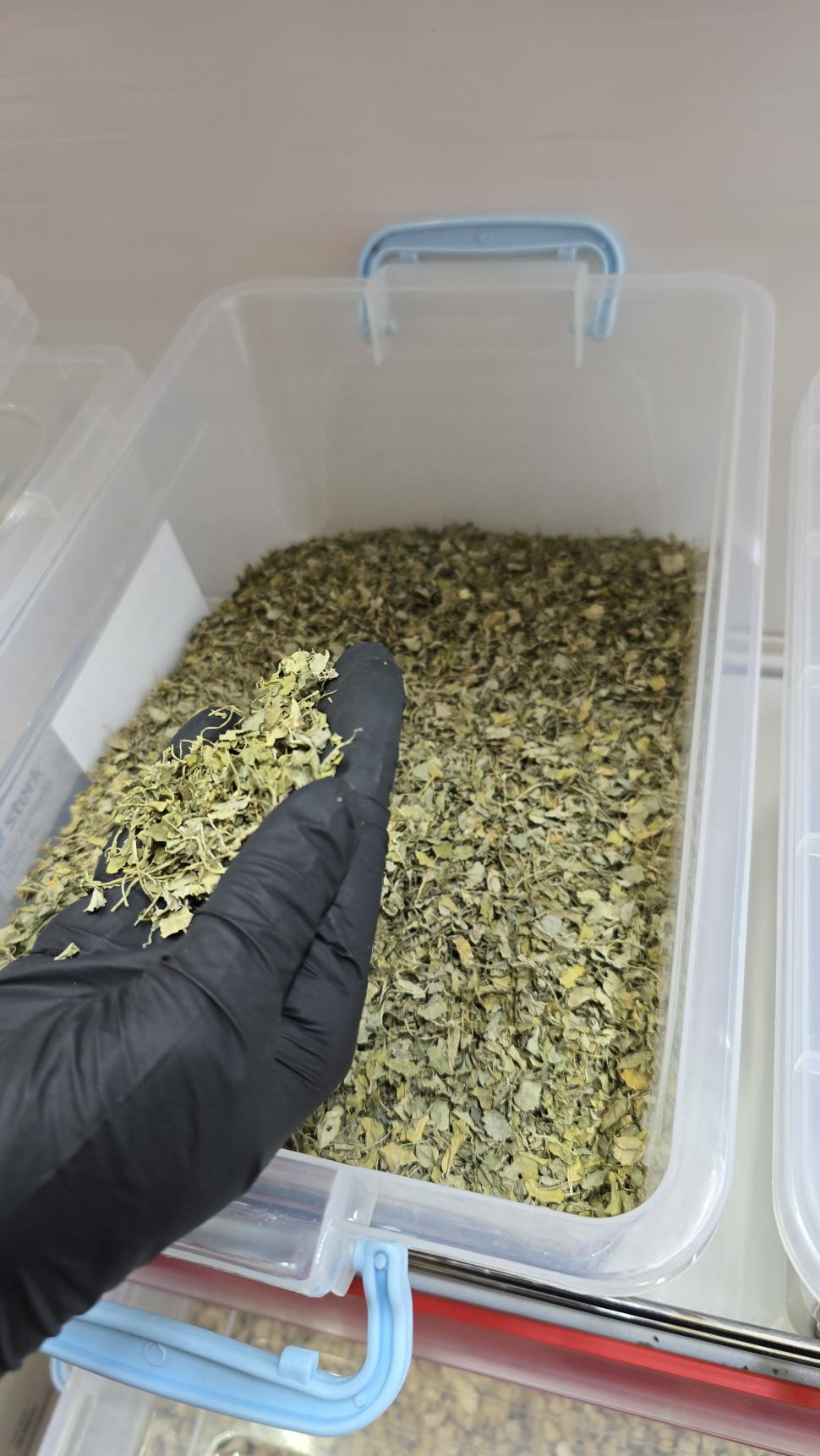 Magazinele neștiute din București unde se vând legume și fructe despre care nu știai că există. Plus pește Rohu 1025495