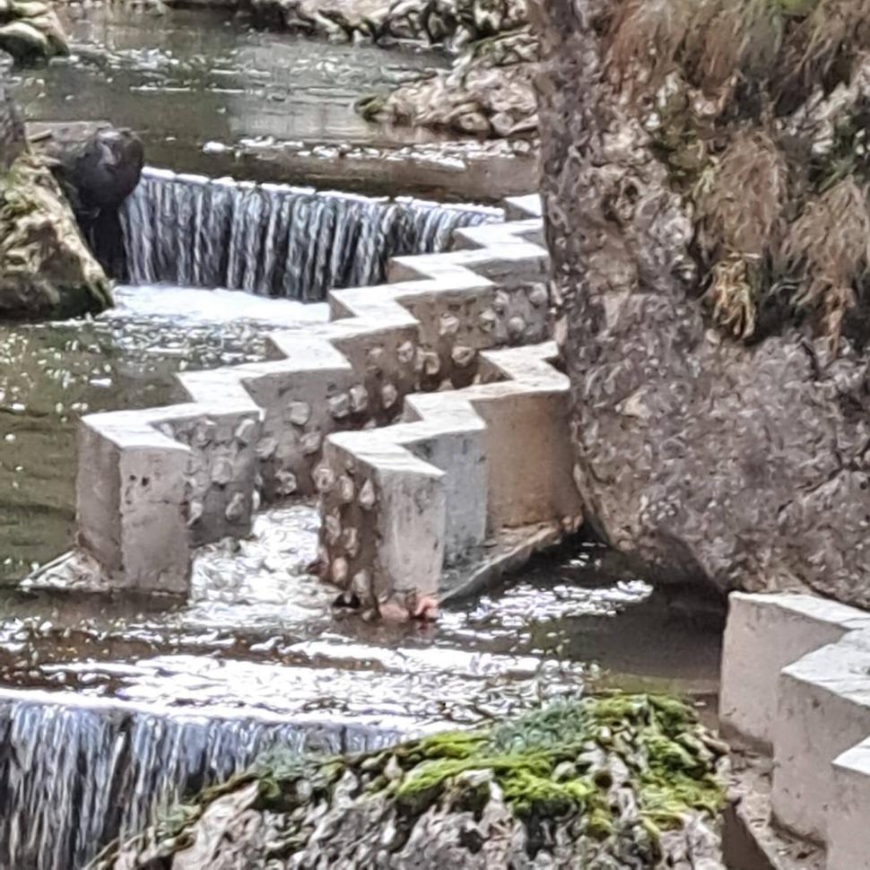 Peștii au acum scări pe râul Bicaz. Sistemul a fost testat și funcționează: „Speciile care nu sar ca păstrăvul pot să urce în amonte” 1025977