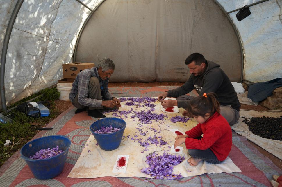 A început sezonul recoltei pentru „aurul roșu”. Cum a ajuns cel mai scump condiment din lume: Are inclusiv proprietăți medicinale 1026156