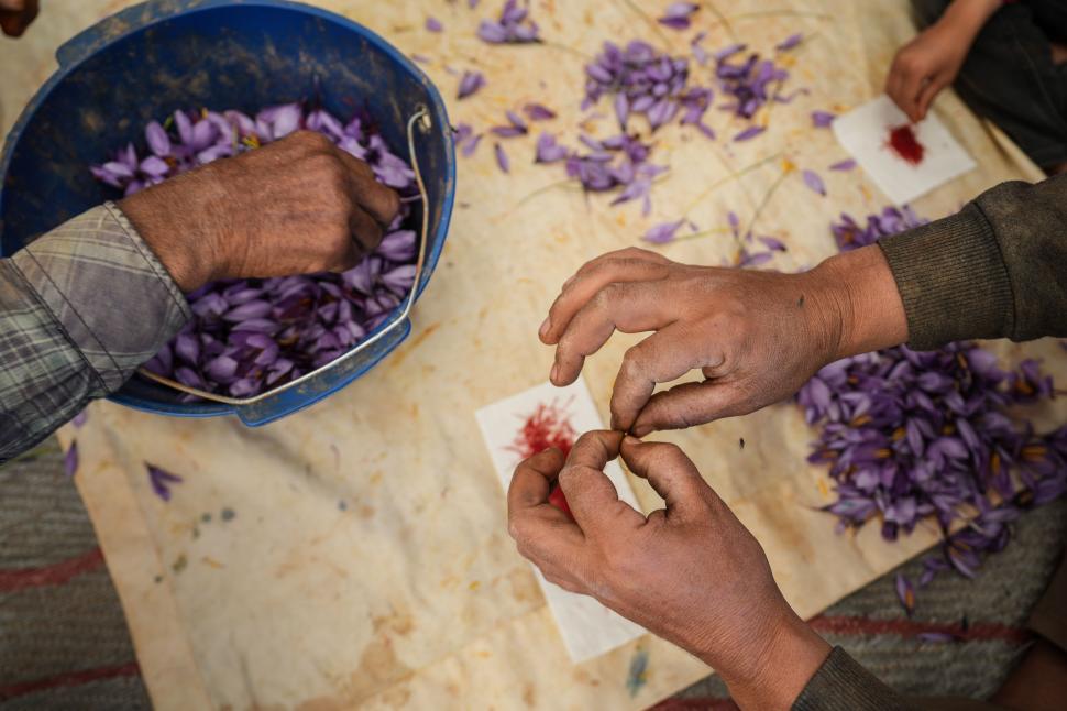 A început sezonul recoltei pentru „aurul roșu”. Cum a ajuns cel mai scump condiment din lume: Are inclusiv proprietăți medicinale 1026157