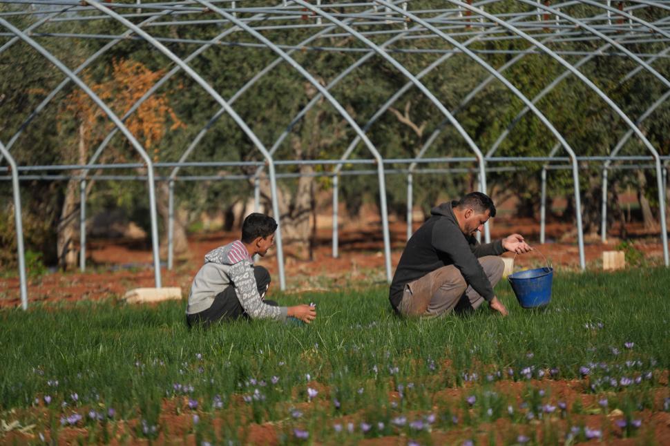 A început sezonul recoltei pentru „aurul roșu”. Cum a ajuns cel mai scump condiment din lume: Are inclusiv proprietăți medicinale 1026158