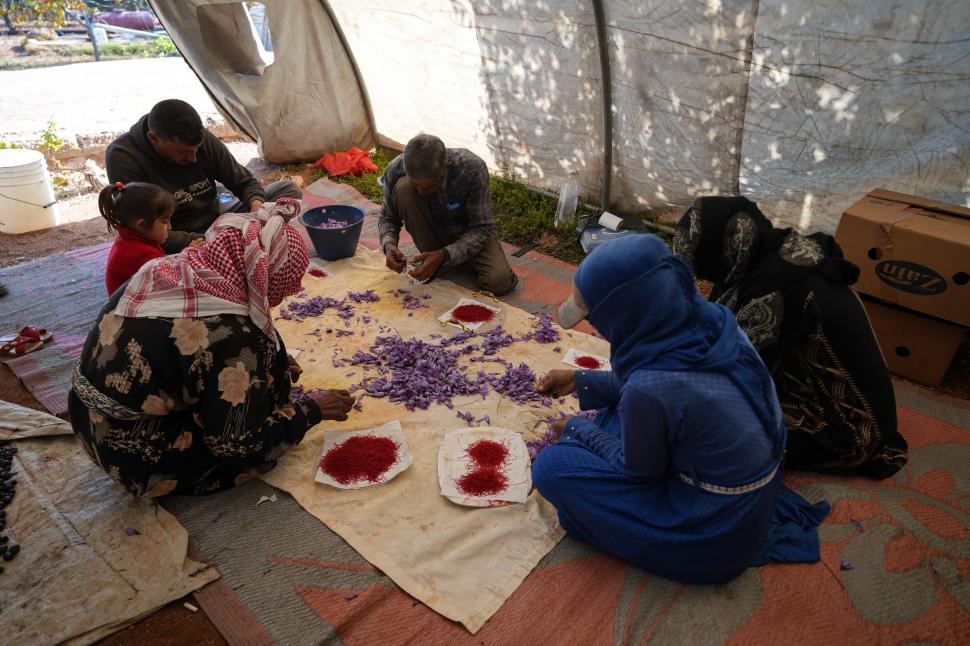 A început sezonul recoltei pentru „aurul roșu”. Cum a ajuns cel mai scump condiment din lume: Are inclusiv proprietăți medicinale 1026159