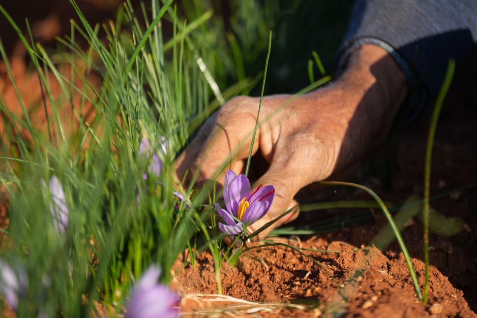 A început sezonul recoltei pentru „aurul roșu”. Cum a ajuns cel mai scump condiment din lume: Are inclusiv proprietăți medicinale 1026160