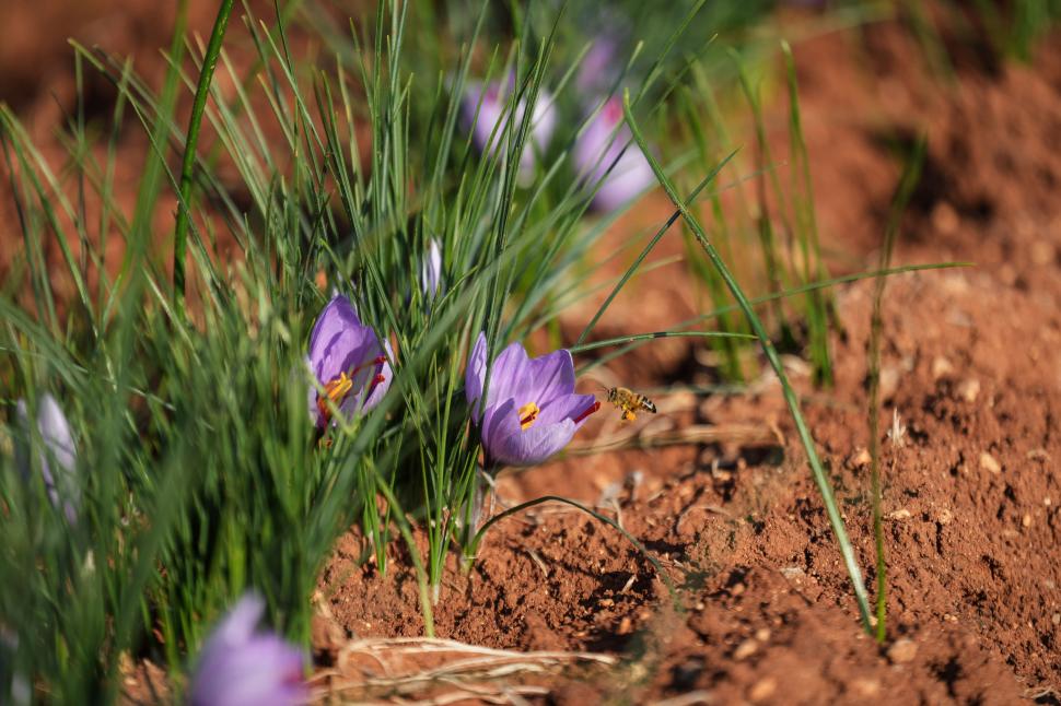 A început sezonul recoltei pentru „aurul roșu”. Cum a ajuns cel mai scump condiment din lume: Are inclusiv proprietăți medicinale 1026161