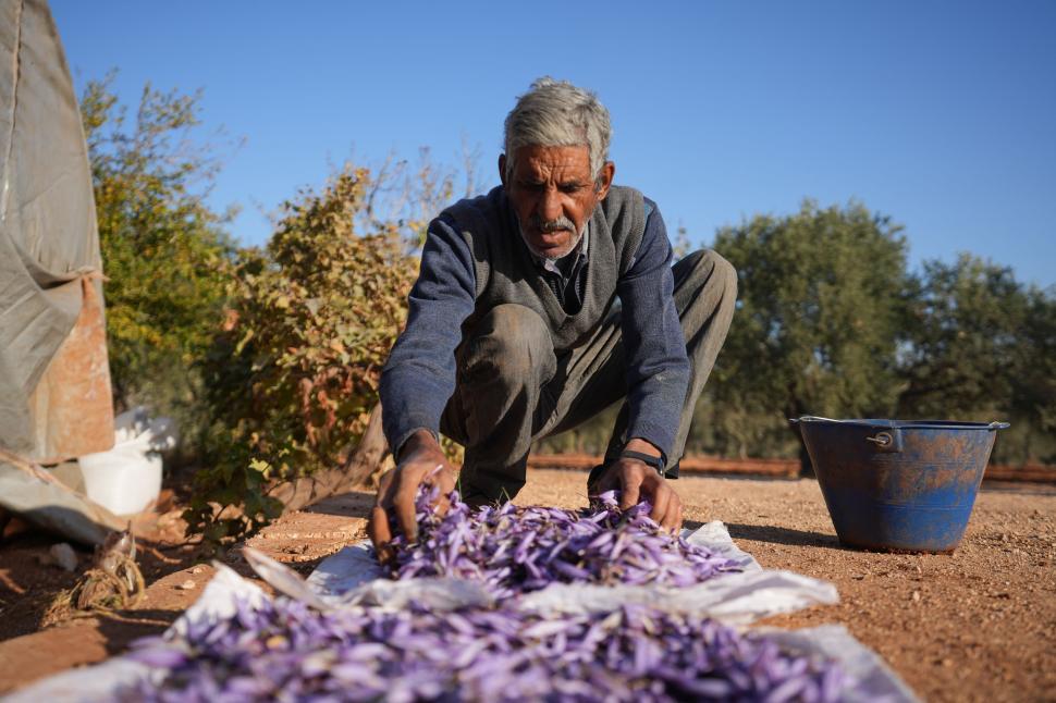 A început sezonul recoltei pentru „aurul roșu”. Cum a ajuns cel mai scump condiment din lume: Are inclusiv proprietăți medicinale 1026162