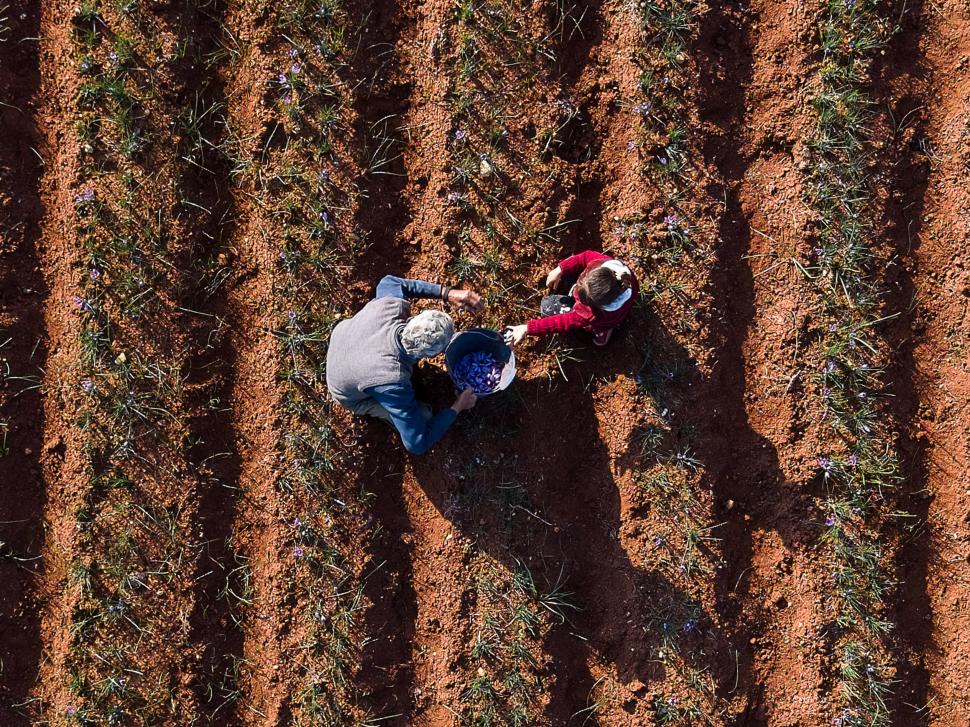 A început sezonul recoltei pentru „aurul roșu”. Cum a ajuns cel mai scump condiment din lume: Are inclusiv proprietăți medicinale 1026163