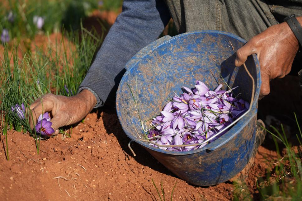 A început sezonul recoltei pentru „aurul roșu”. Cum a ajuns cel mai scump condiment din lume: Are inclusiv proprietăți medicinale 1026164
