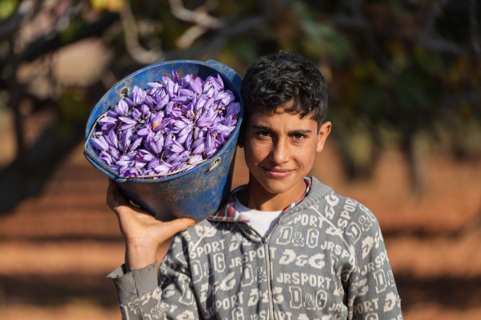 A început sezonul recoltei pentru „aurul roșu”. Cum a ajuns cel mai scump condiment din lume: Are inclusiv proprietăți medicinale 1026165