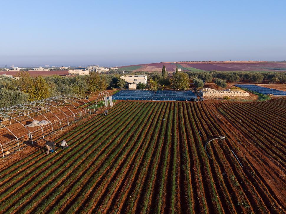 A început sezonul recoltei pentru „aurul roșu”. Cum a ajuns cel mai scump condiment din lume: Are inclusiv proprietăți medicinale 1026166