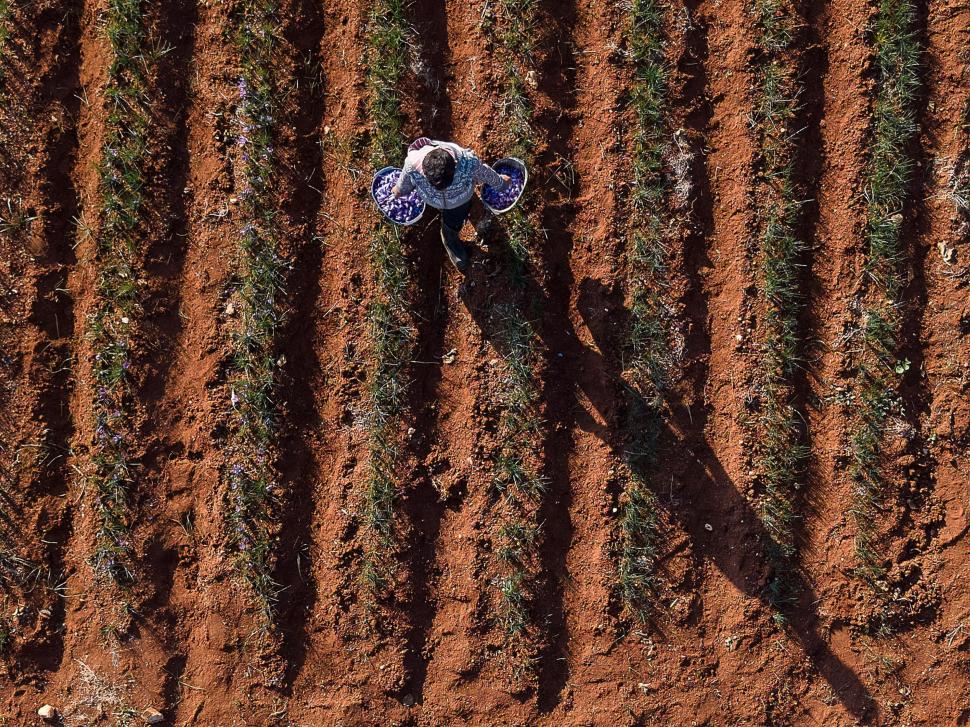 A început sezonul recoltei pentru „aurul roșu”. Cum a ajuns cel mai scump condiment din lume: Are inclusiv proprietăți medicinale 1026167