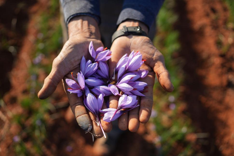 A început sezonul recoltei pentru „aurul roșu”. Cum a ajuns cel mai scump condiment din lume: Are inclusiv proprietăți medicinale 1026168