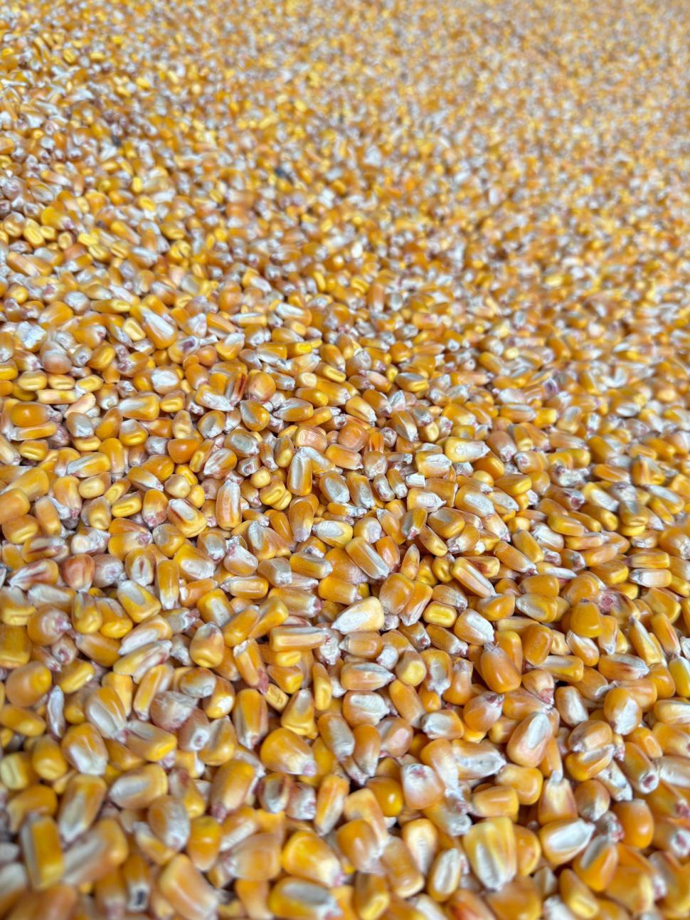 Grupul Carmistin relansează transportul feroviar de cereale după trei decenii. "Am evitat o emisie de 2.542 kg dioxid de carbon" 1026511