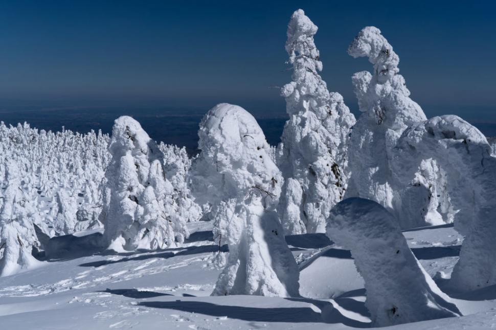 Poate Japonia să-și salveze celebrii "monştrii de zăpadă"? O minune naturală unică este pe cale de dispariţie 1029343