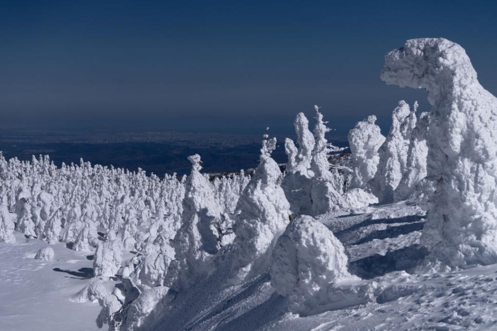 Poate Japonia să-și salveze celebrii "monştrii de zăpadă"? O minune naturală unică este pe cale de dispariţie 1029344