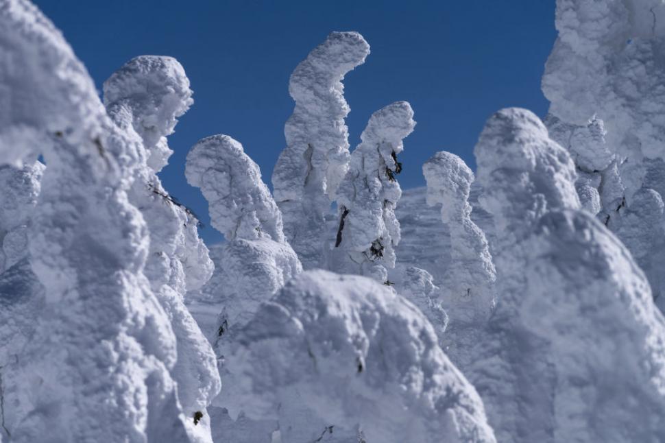 Poate Japonia să-și salveze celebrii "monştrii de zăpadă"? O minune naturală unică este pe cale de dispariţie 1029345