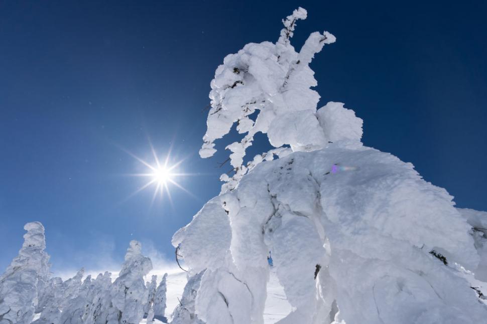 Poate Japonia să-și salveze celebrii "monştrii de zăpadă"? O minune naturală unică este pe cale de dispariţie 1029349