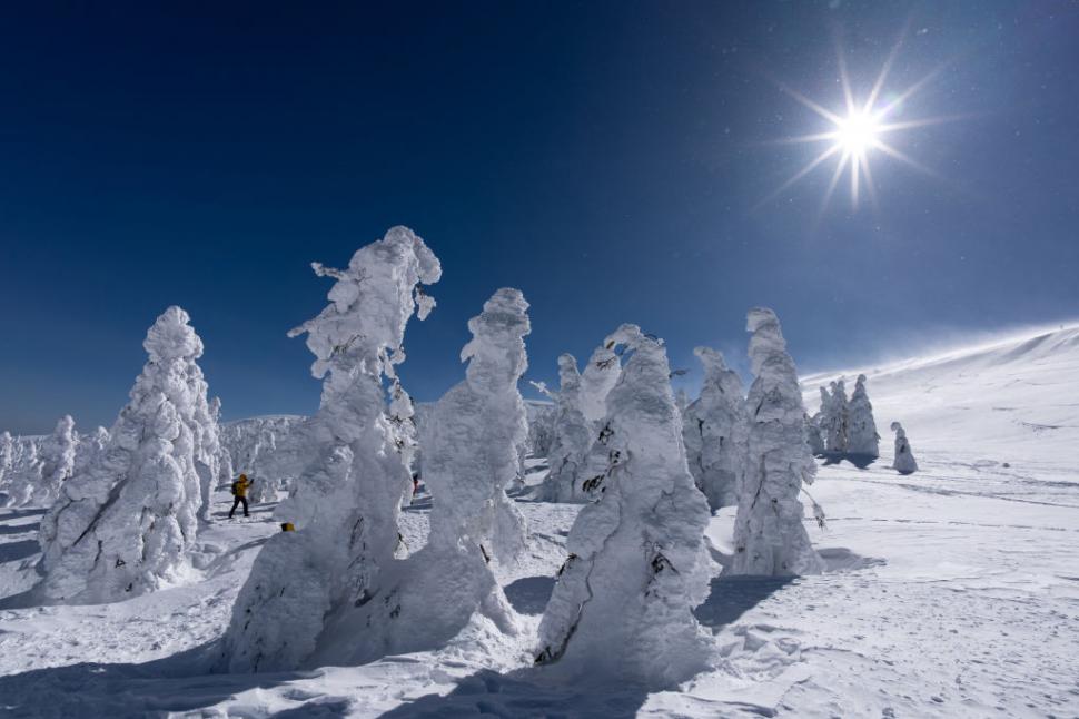 Poate Japonia să-și salveze celebrii "monştrii de zăpadă"? O minune naturală unică este pe cale de dispariţie 1029350