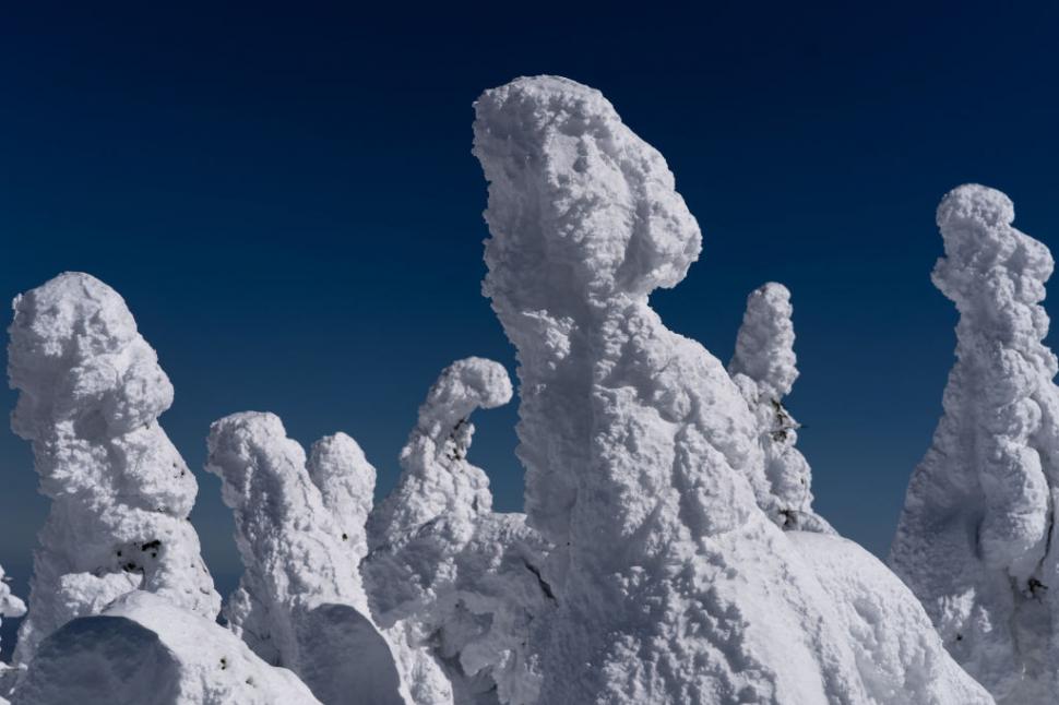Poate Japonia să-și salveze celebrii "monştrii de zăpadă"? O minune naturală unică este pe cale de dispariţie 1029351