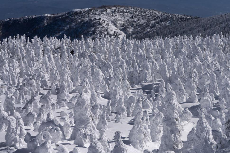 Poate Japonia să-și salveze celebrii "monştrii de zăpadă"? O minune naturală unică este pe cale de dispariţie 1029352