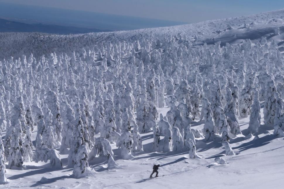 Poate Japonia să-și salveze celebrii "monştrii de zăpadă"? O minune naturală unică este pe cale de dispariţie 1029354