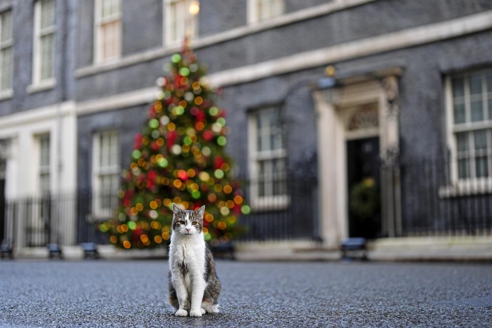 „Lăsați-l să intre, e frig”. Motanul Larry, vedeta zilei la întâlnirea aliaților cu Zelenski. A fost mai fotografiat decât Macron 1029950
