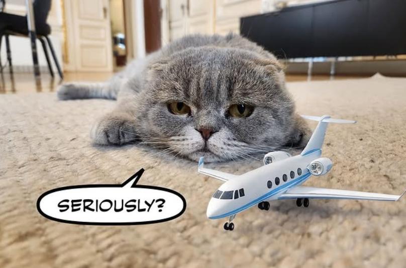 După Larry, a venit rândul lui Maximus. Și premierul belgian are un motan, aproape la fel de popular ca el pe Instagram 1031050